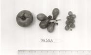 Click for 1 image(s) for this accession. FRUIT
